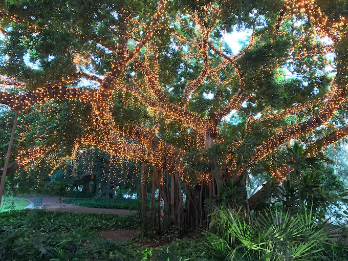 tree covered with fairy lights