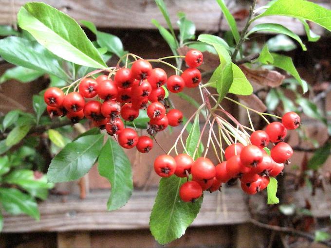 Photo of Pyracantha ‘Orange Glow’ - collection of red/orange berries