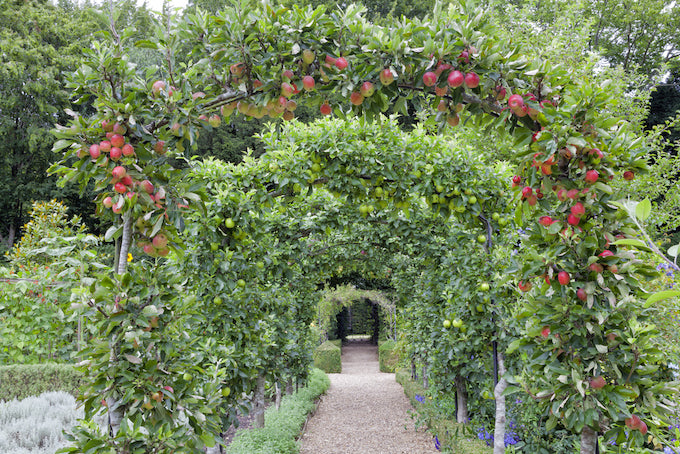 Trained apple trees on a walkway