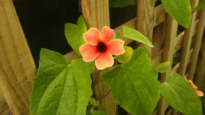 Photo of Thunbergia ‘African Sunset - orange flower against green leaves