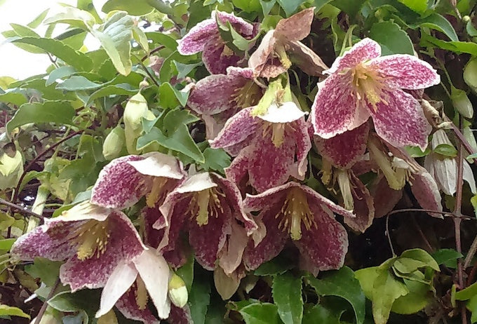 photo of Clematis 'Freckles' - purple flowers with white speckles