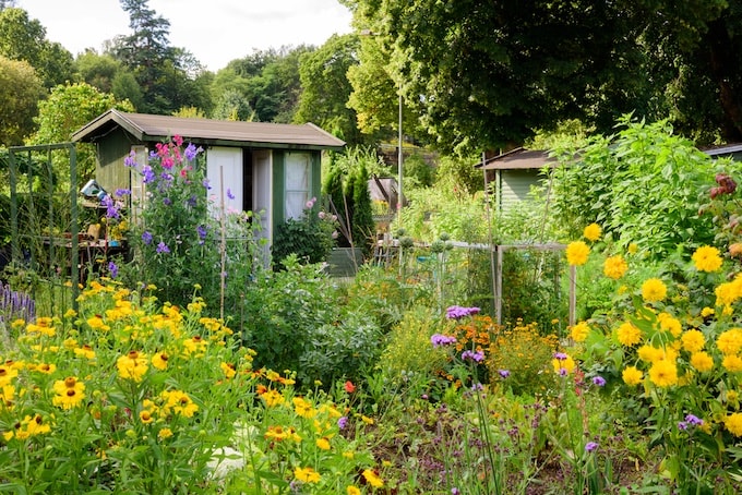 Allotment shed amongst flowers