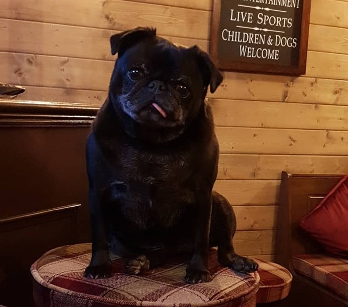 Betsy the Black Pug log cabin pub mascot