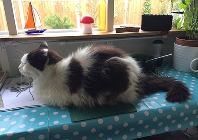 Cat sitting on table in shed