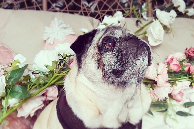 Closeup of a pug sitting amongst flowers