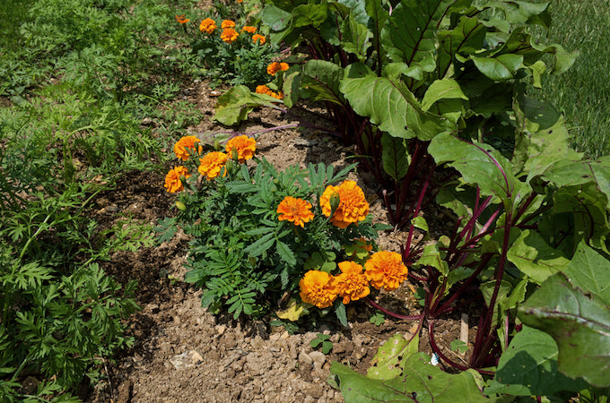 marigolds used as companion planting