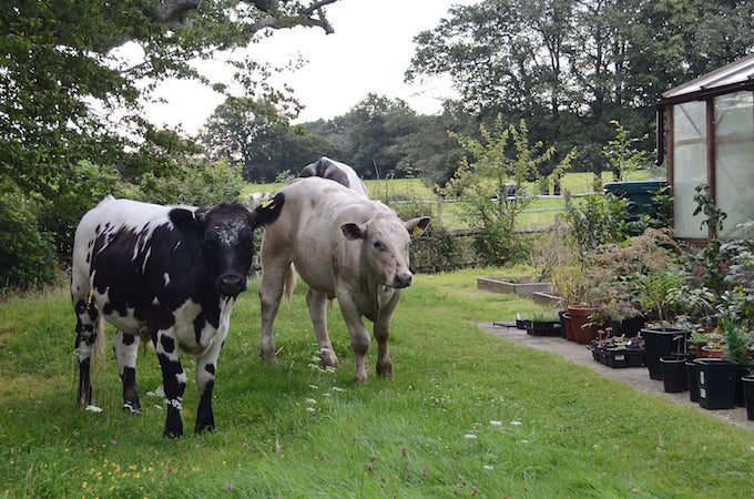 bovine invasion to the garden