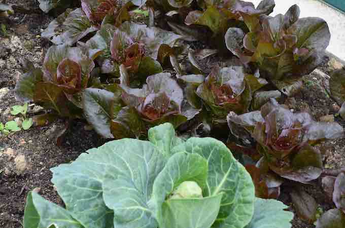 Healthy crop of cabbages