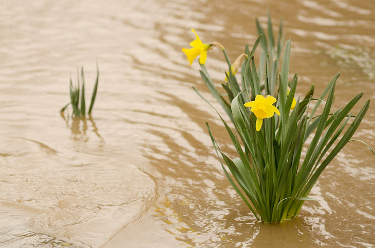 daffodils in floodwater