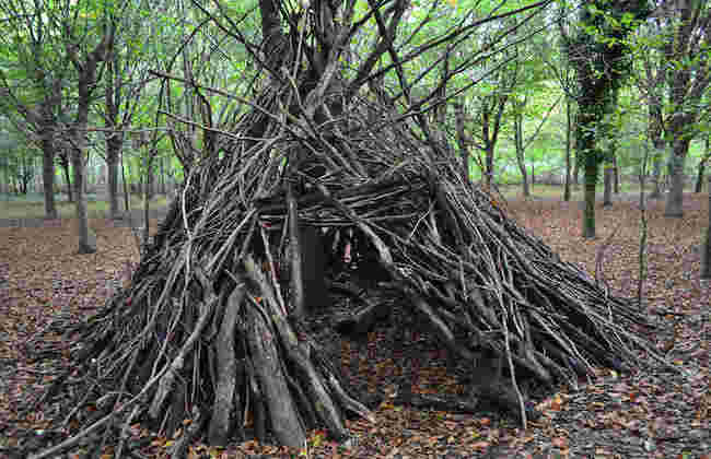 den in the woods