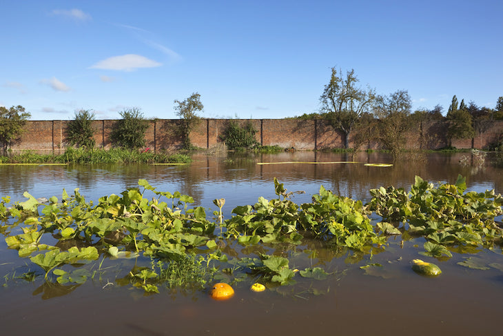 plants that have been flooded