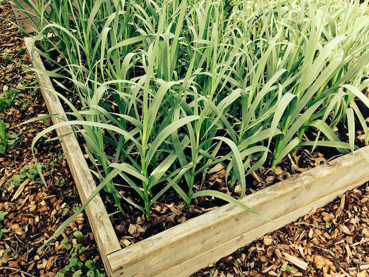 garlic planted in raised bed