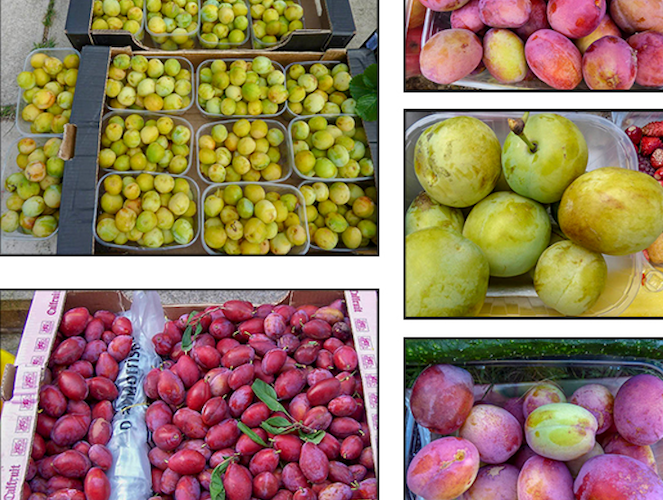 Harvest of plums and greengages from Green Lane Allotments