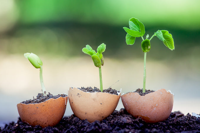 small sprouting plants growing out of seedlings