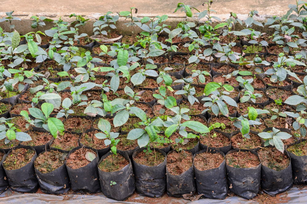 small tea plants