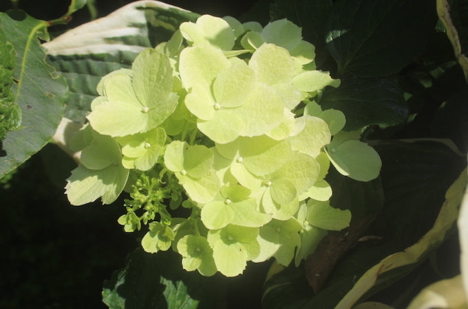 Hydrangea candlelight flower