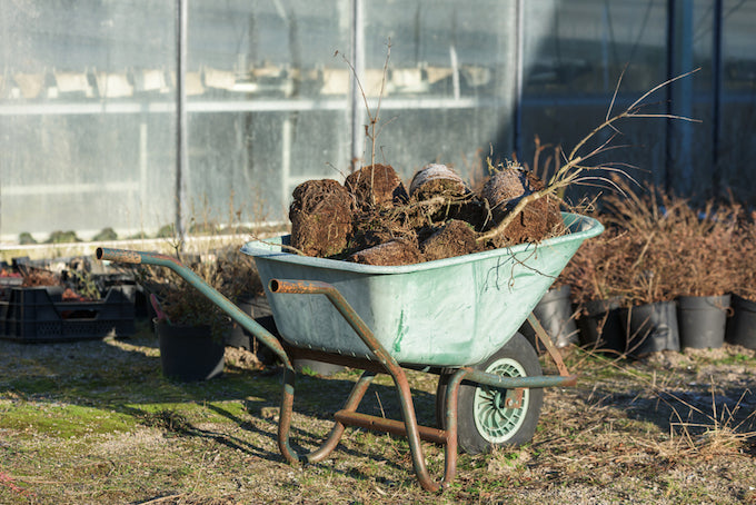 full wheelbarrow outside a greenhouse for autumn tidying