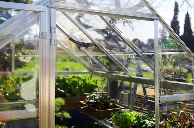 Sunny interior of greenhouse with plants