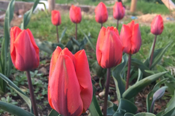 jack wallington tulips