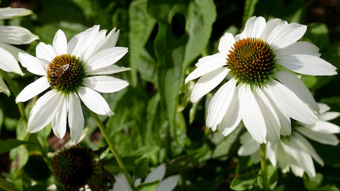 kew gardens flowers