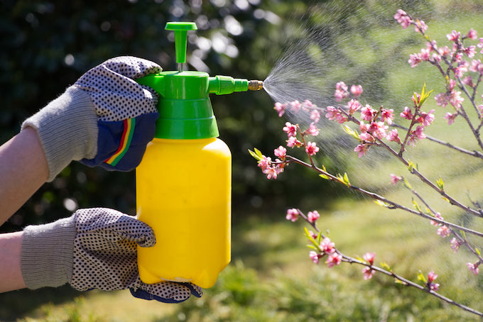 person spraying pest control spray on flowers