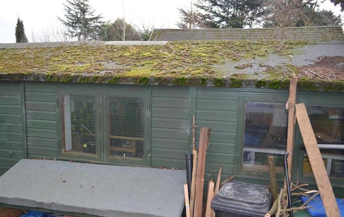 Moss covering shed roof