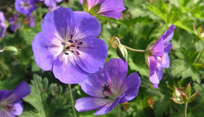 hardy geraniums