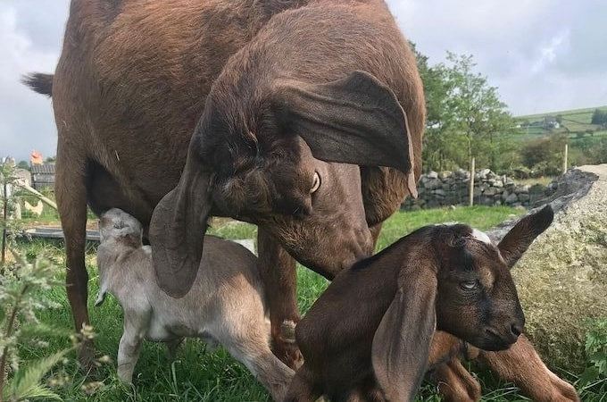Nanny goat with kids