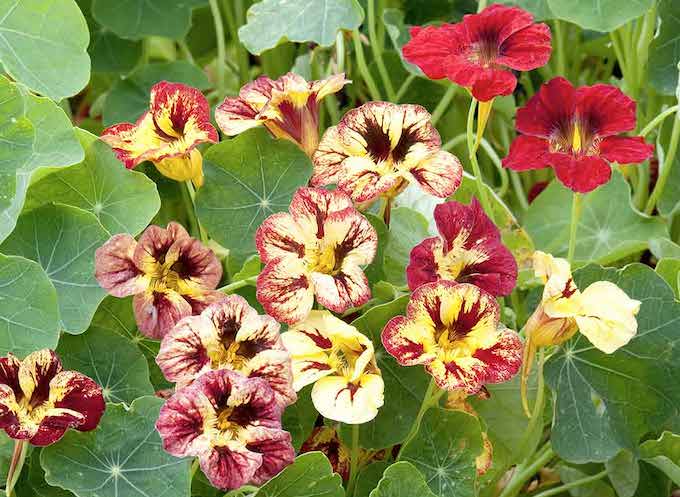 Nasturtium 'Bloody Mary' from Suttons