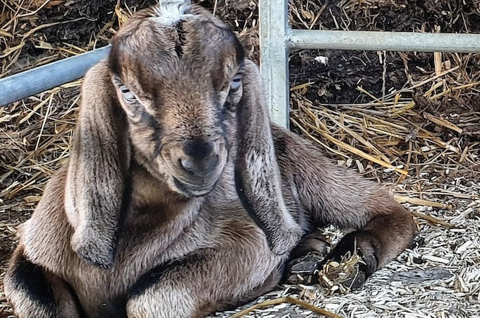 Newborn goat in pen