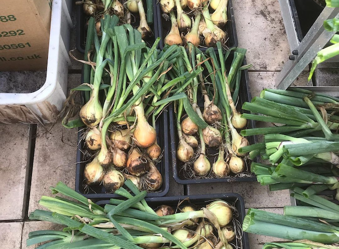 Harvest of onions from Claire's Allotment