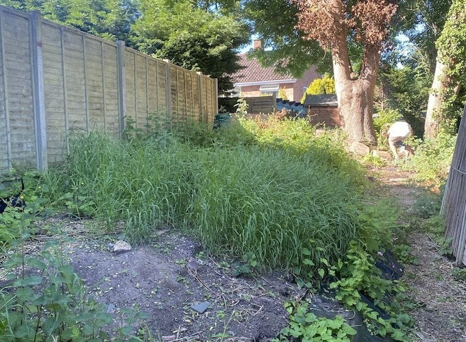 Overgrown garden scene