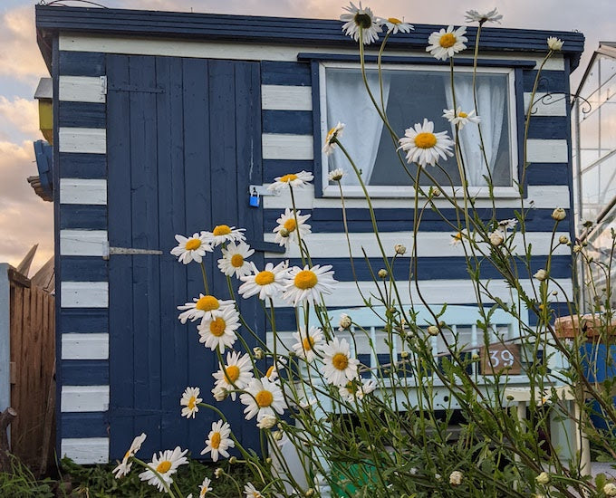 Painted shed on allotment