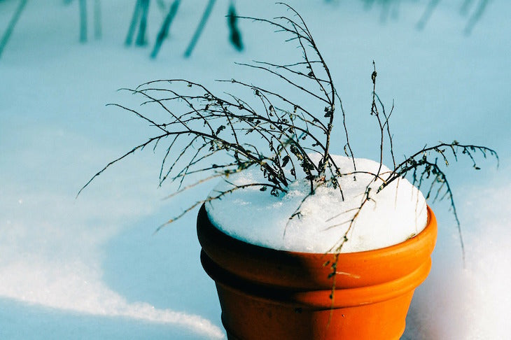 snow covered plant pot