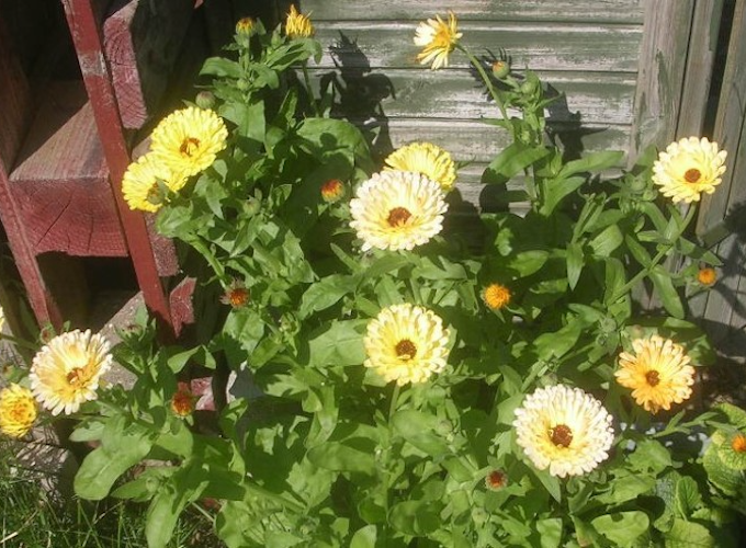 Pot marigolds growing against shed