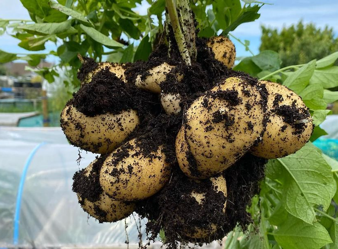 Harvest of potatoes fresh from ground