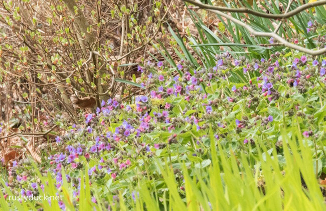 Rusty Duck's garden