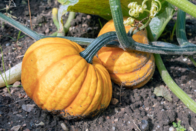 Pumpkin growing in garden