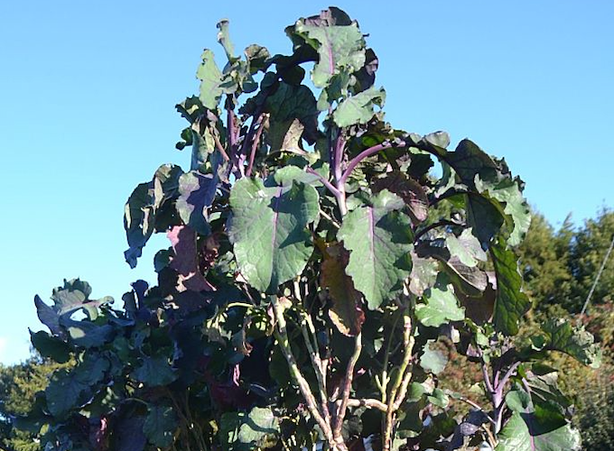 Purple collard tree against blue sky