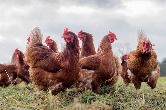 Flock of red hens