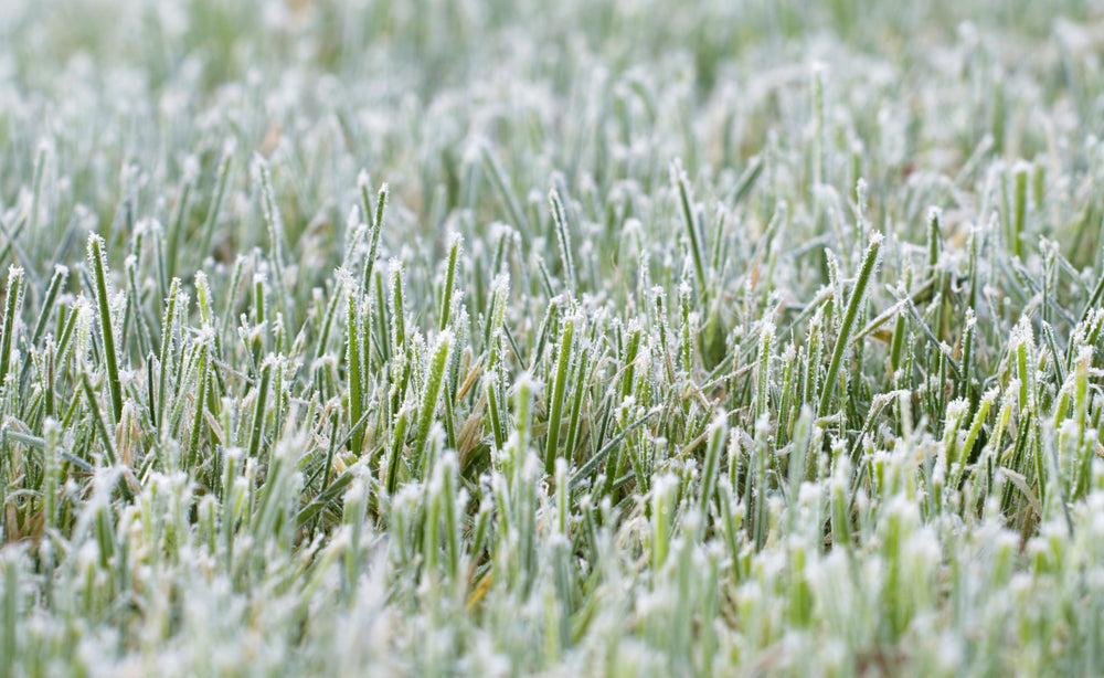 frosty lawn in the garden