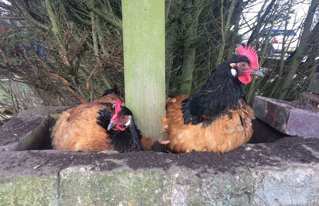 smallholding adventure chickens