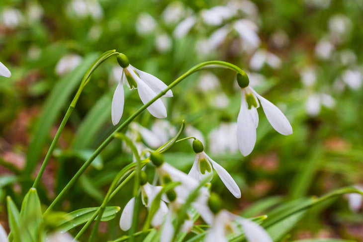 snowdrops at the end of winter