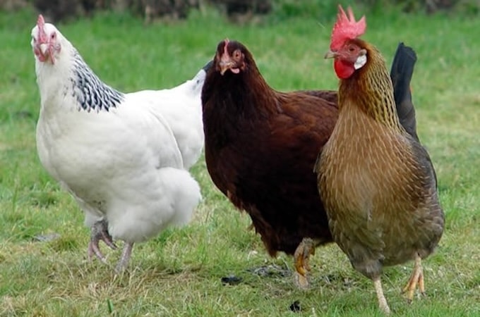 Three different coloured hens walking