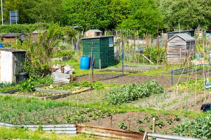 Group of allotment sheds in different colours