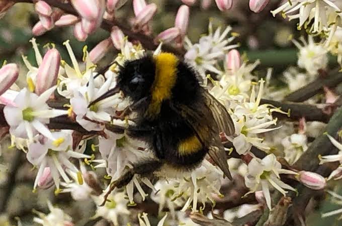 Torbay Palm with bee