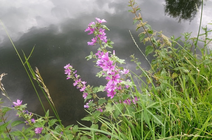 Towpath mallow against water