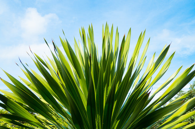 tropical plants outside for party