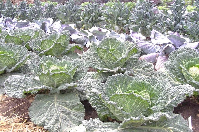 Cabbages grown without chemicals