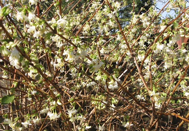 winter honeysuckle